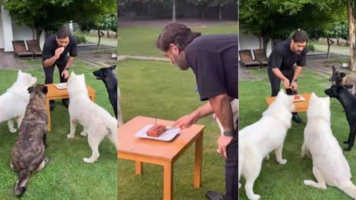 Ms dhoni celebrate his birthday with his pets by cutting cakes