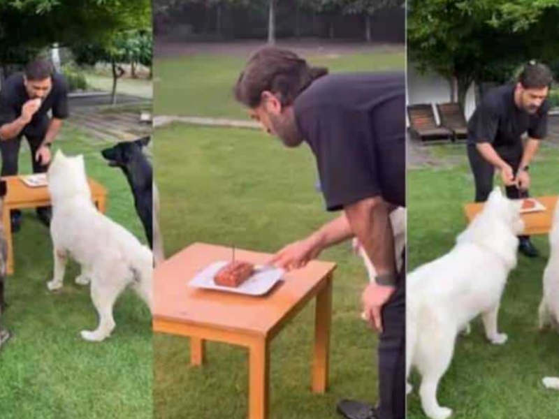 Ms dhoni celebrate his birthday with his pets by cutting cakes