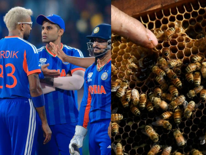 অপরাজিত ভারতের উল্লাসের মাঝেই মর্মান্তিক ট্র্যাজেডি, ক্রিকেট মাঠে মৌমাছির হামলায় প্রাণ গেল কিংবদন্তির !! 5