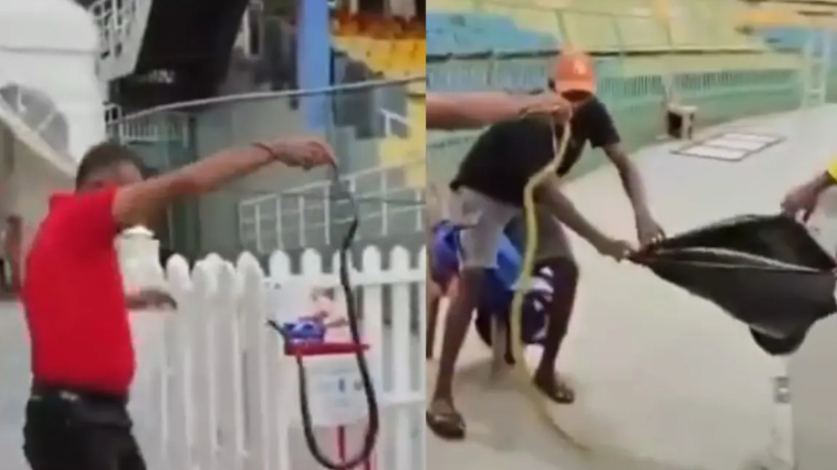 কলম্বোতে নাটকীয় দৃশ্য, ভারত ম্যাচের আগে পাকিস্তান শিবিরে সাপ উদ্ধার, ভিডিও ভাইরাল !! 1